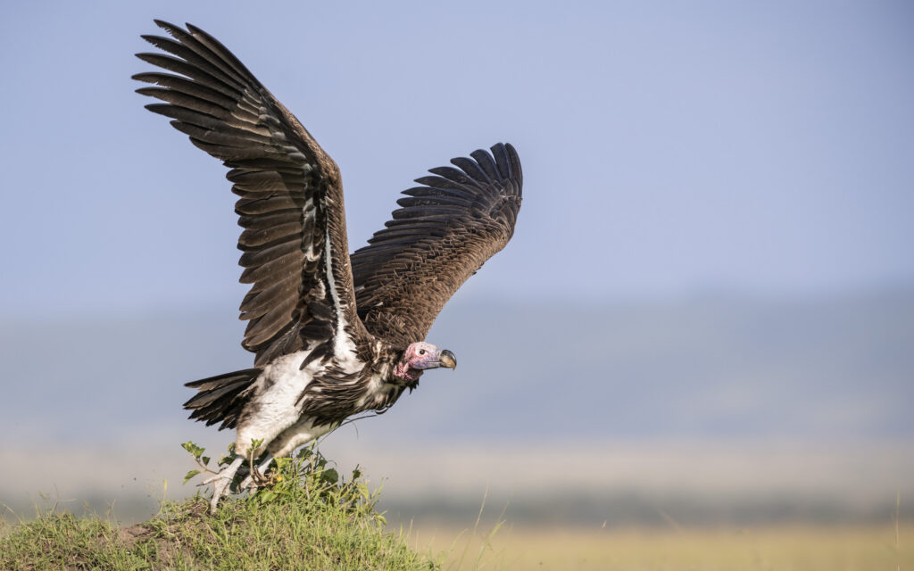 Lappet faced vulture
